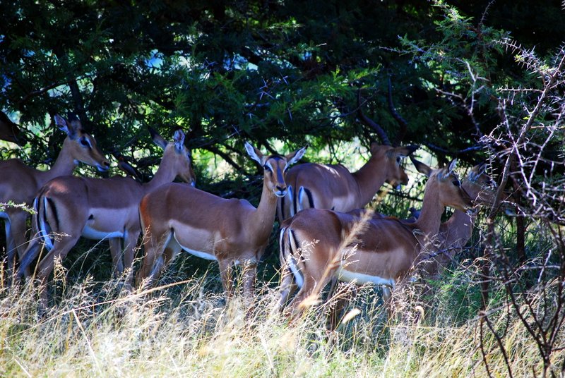 Safari at Hluhluwe Imfolozi National Park. Cheap Offbeat