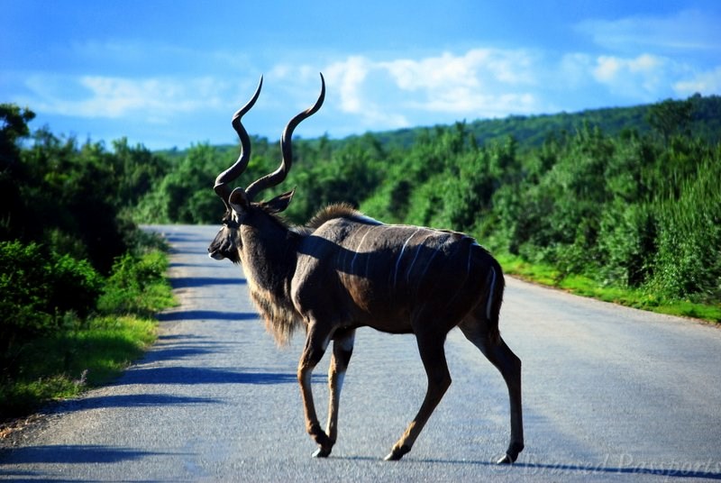 Addo National Park - Kudu on the road