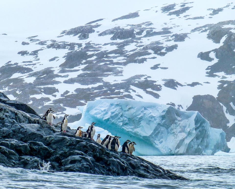 Penguin Colony in Antarctica