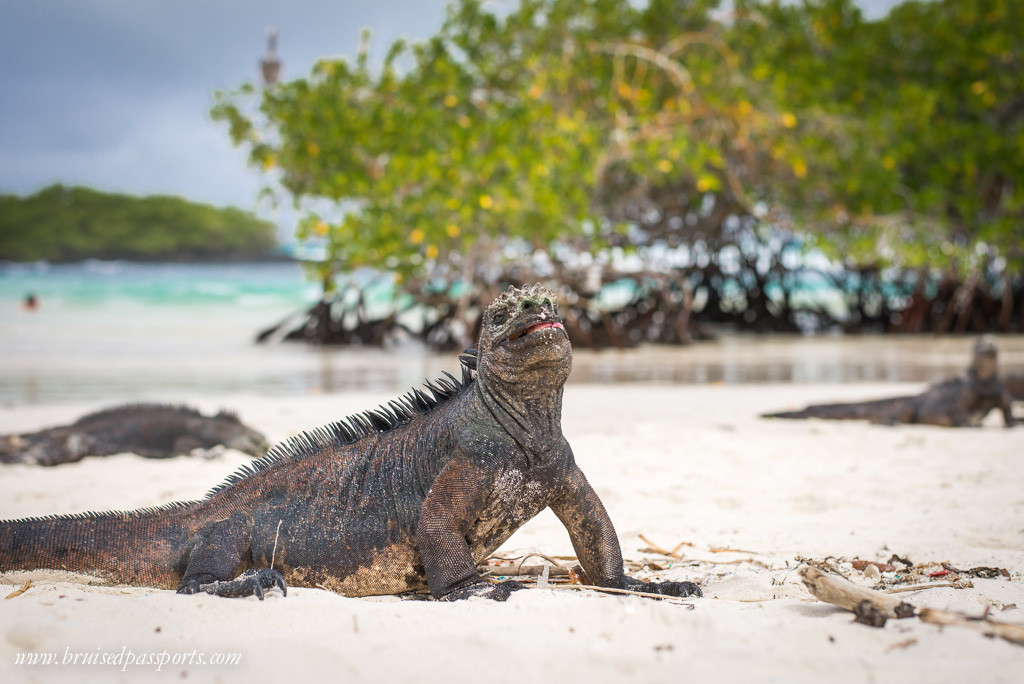 An iguana on the Tortuga Bay beach