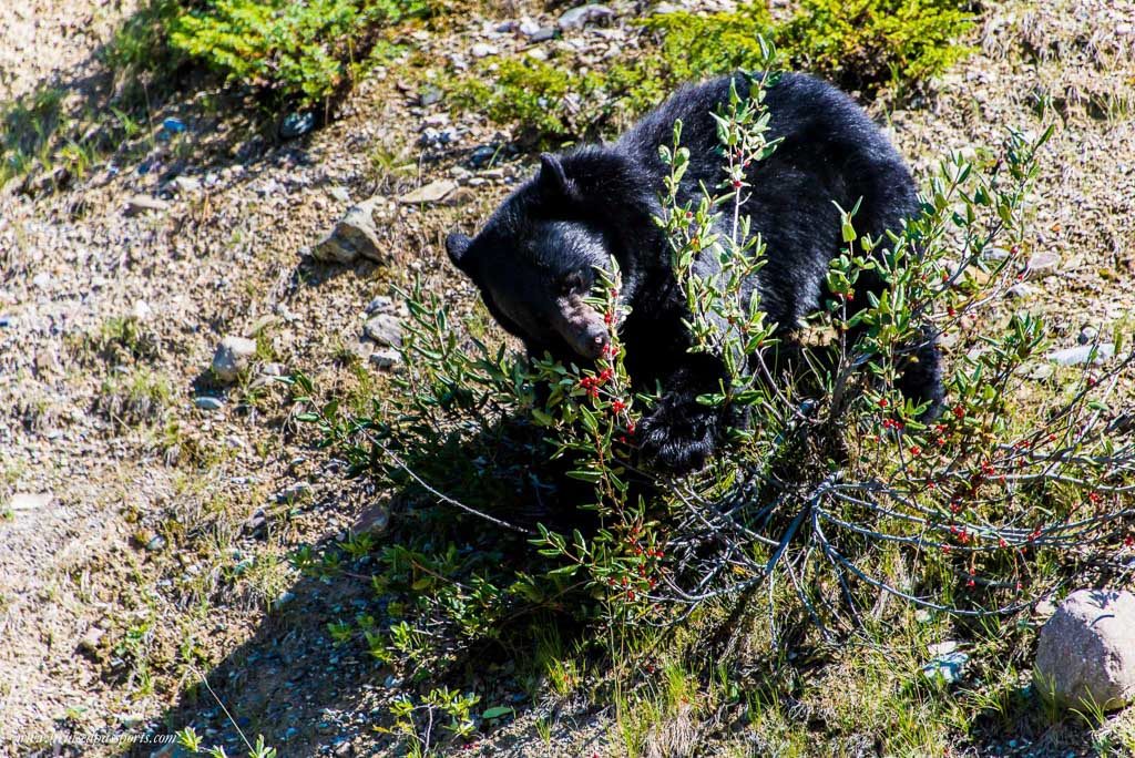 Black bear Banff Jasper National Park