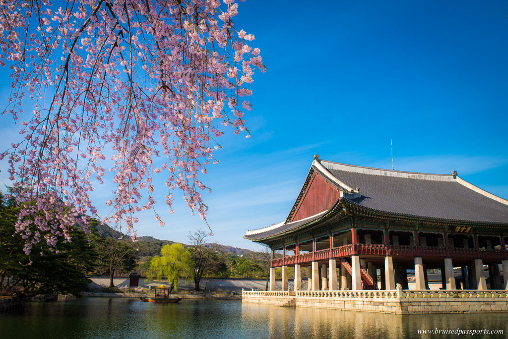 Cherry blossom at Gyeongbokgung palace in seoul 