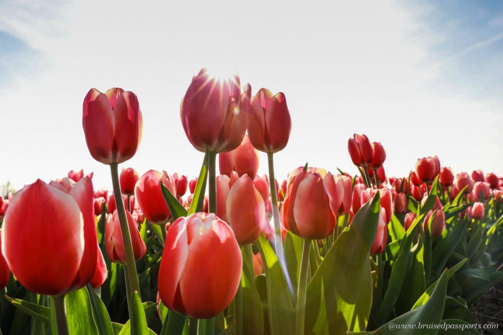 Visiting & Photographing Tulip Season in Netherlands The Ultimate