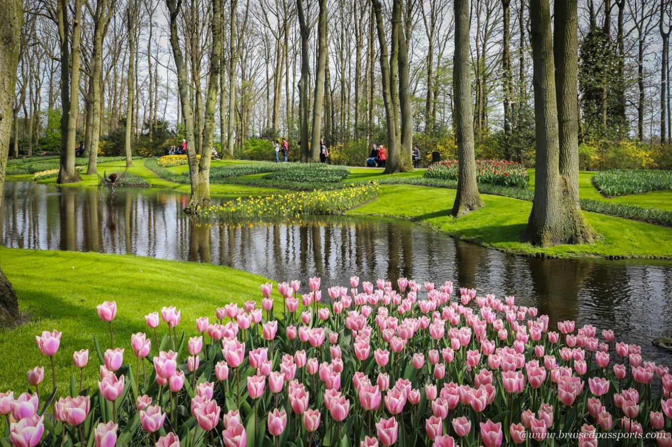 tulips in keukenhof gardens in Netherlands