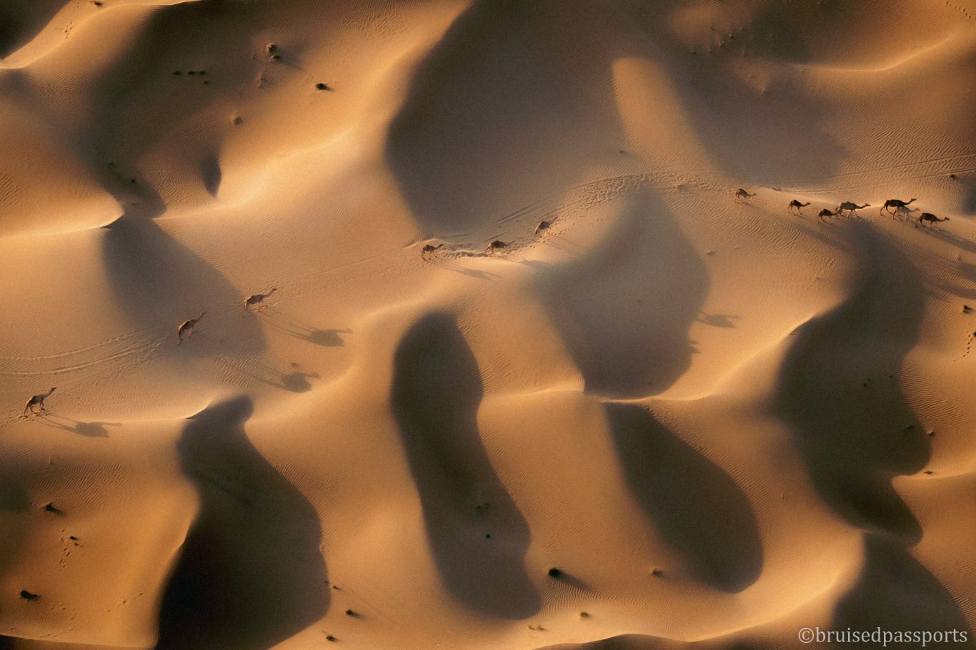 Camels in a desert spotted from hot air balloon