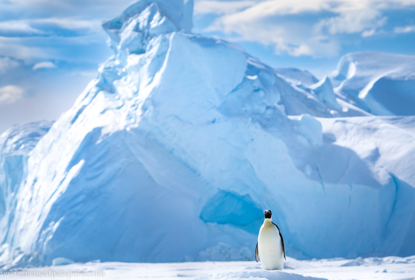 Emperor penguin in Antarctica
