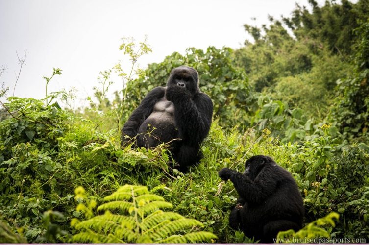 gorilla safari in Rwanda from kigali